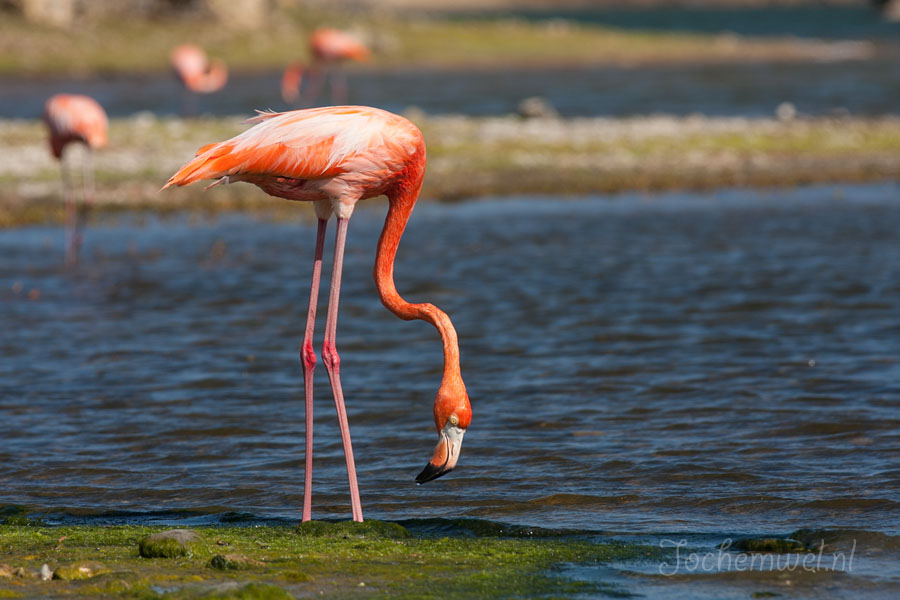 Bonaire 2008