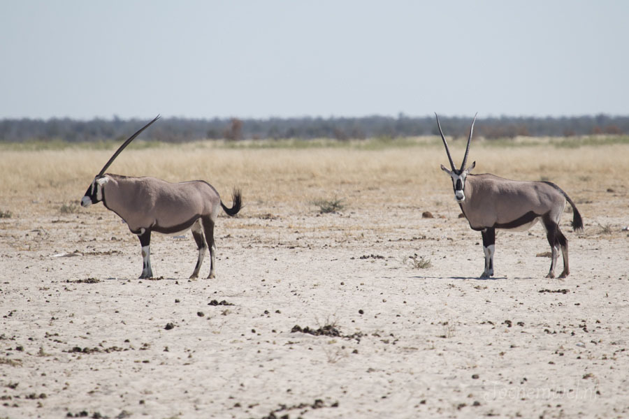 Namibië en Botswana