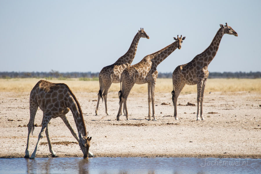 Namibië en Botswana