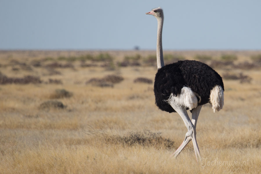 Namibië en Botswana