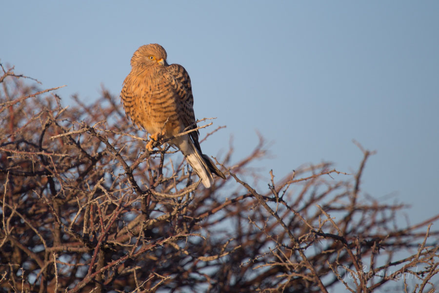 Namibië en Botswana