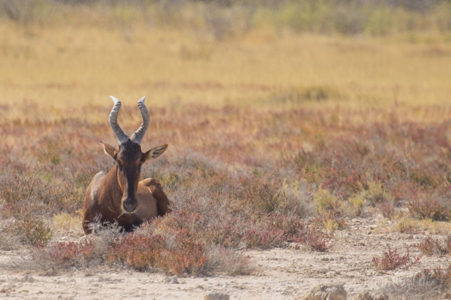 Namibië en Botswana