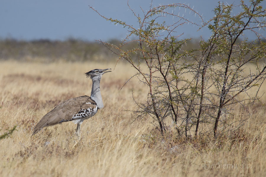 Namibië en Botswana