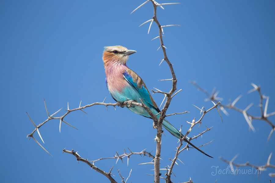 Namibië en Botswana