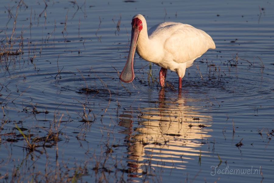 Namibië en Botswana