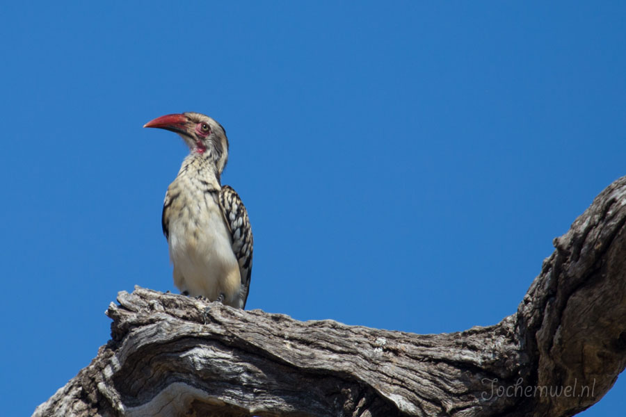 Namibië en Botswana
