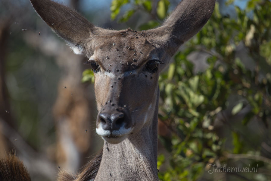 Namibië en Botswana