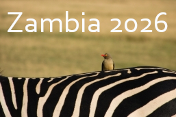 Zambia