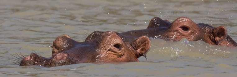 Kenya en Tanzania 2009